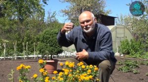 Купальница азиатская. Чудесные сибирские «жарки»