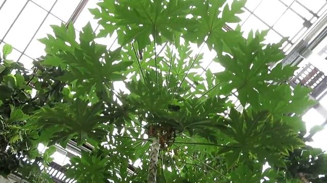 ГЛАВНЫЙ Ботанический сад России, Москва смотреть онлайн