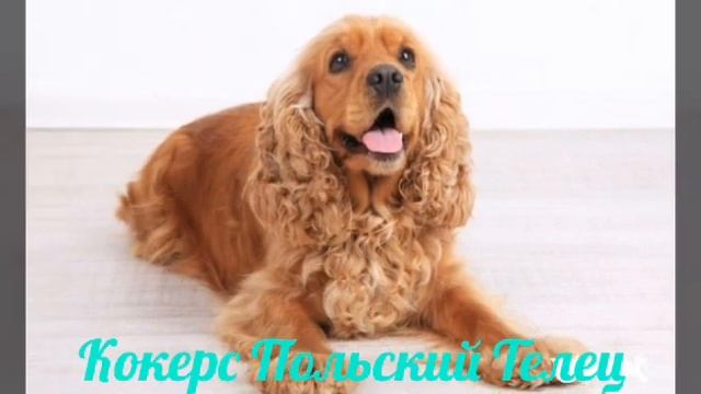 Кто ты по знаку зодиака породы собак смотреть онлайн