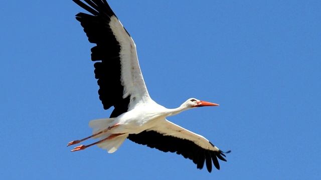 Аист - интересные факты смотреть онлайн