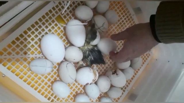Инкубатор из Китая! Распаковка яиц.Вылупление цыплят. смотреть онлайн
