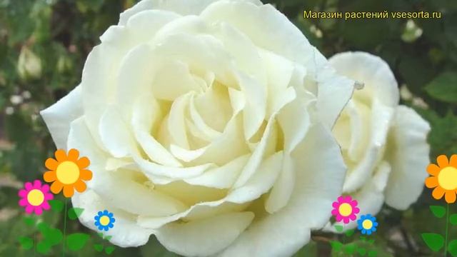 Роза плетистая Поль Лемон Пилар. Краткий обзор, описание характеристик Paul's Lemon Pillar смотреть онлайн