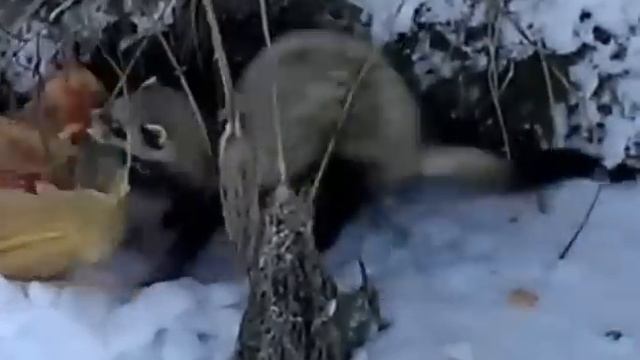 Хорёк ворует рыбу у рыбаков)) смотреть онлайн