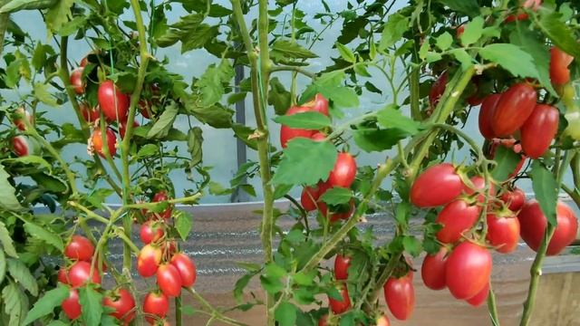 ??ТОМАТ КОТЯ РОЗОВЫЙ и ТОМАТ КОТЯ ЖЕЛТЫЙ. Очень урожайные и вкусные сорта. СРАВНЕНИЕ смотреть онлайн