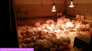 Напольное содержание бройлеров/Горячая подстилка