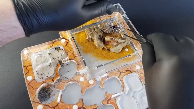 ЯРКАЯ ЗАСУШЛИВАЯ ПУСТЫНЯ В ФОРМИКАРИЕ | Украшаем муравейник Antu смотреть онлайн