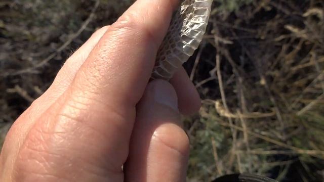 Гадюка степная Vipera ursini выползок смотреть онлайн
