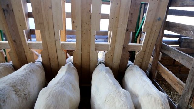 РАБОЧИЕ БУДНИ. ПЛАТКИ, ШЛАГБАУМ ДЛЯ КОЗ, НОВАЯ КОРМУШКА. ЗААНЕНСКИЙ КОЗЁЛ. смотреть онлайн