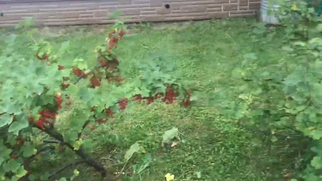 Смородина на штамбе. смотреть онлайн