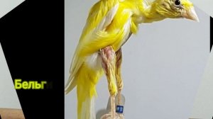 Породы канареек