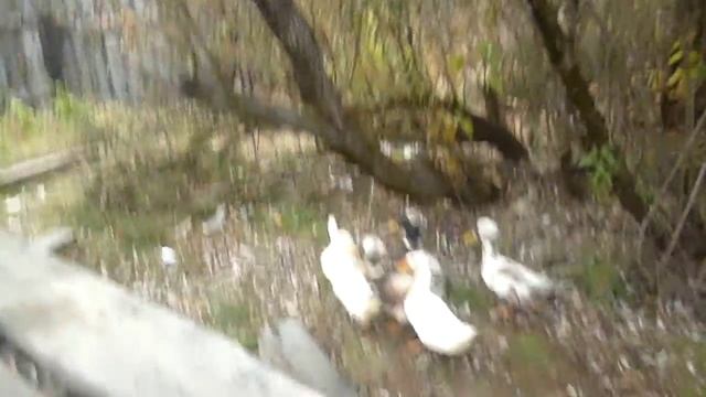 Утка русская хохлатая смотреть онлайн