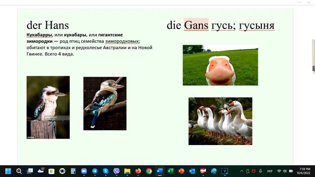 Welches Genus haben Vögel Tiere Pilze Fische #der #die #das смотреть онлайн