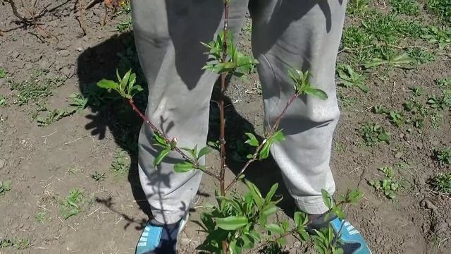 Борьба с курчавостью на персике во время цветения.