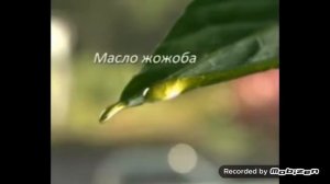 palmolive термал спа обновление кожи гель крем для душа кокоса и маслом жожоба 2012 реклама