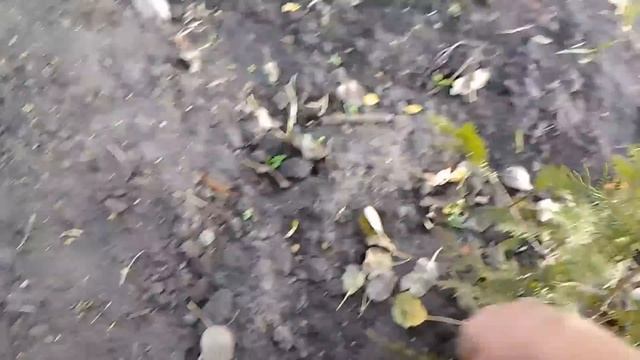 ?Туя размножение,самый лёгкий способ черенкования #туя #черенкование #сад