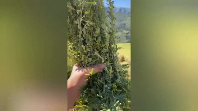 Охота у телки. Пришло время осеменять телку! смотреть онлайн