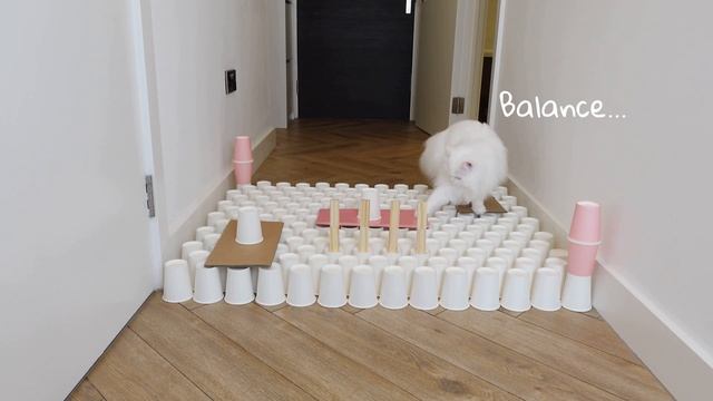 Mia vs Paper cups | Mia is redoing her most viewed video | mmeowmmia смотреть онлайн