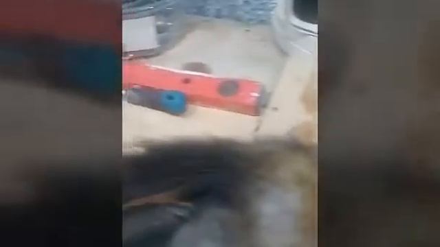 Как отличить соболя от куницы. смотреть онлайн