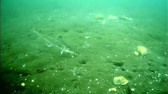 Ловля наваги на комбайны и махалки смотреть онлайн