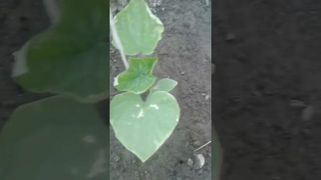 Бактериоз на огурцах. Признаки.Лечение.