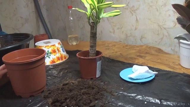 Пересадка и уход драцены деремской смотреть онлайн