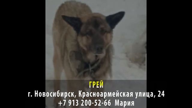 Найден! ГРЕЙ. г. Новосибирск, Красноармейская улица смотреть онлайн