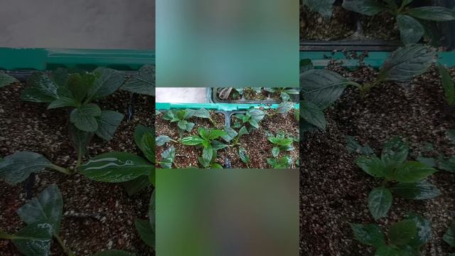 Инструкция по черенкованию гортензии. Корни за 13 дней👍Зимнее черенкование смотреть онлайн