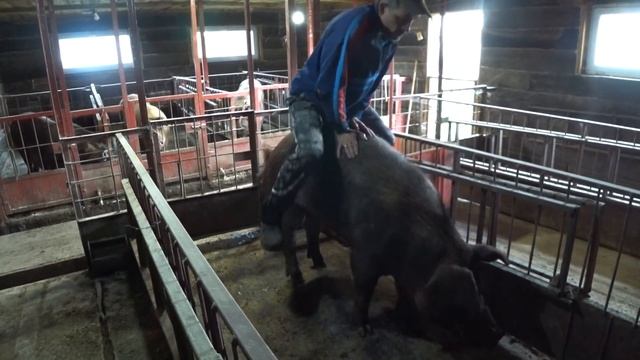 Лишение чести 