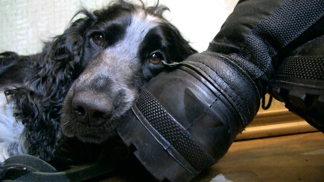 Портрет моего любимца