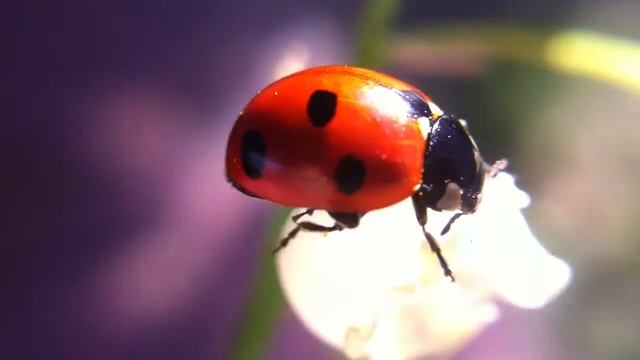Макросъемка. Божья коровка на цветке ландыша. 02_06_2016 смотреть онлайн