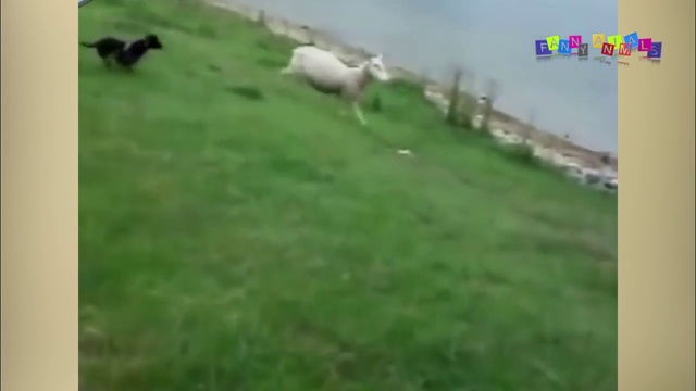 Смешные собаки и не только. Приколы про животных. смотреть онлайн