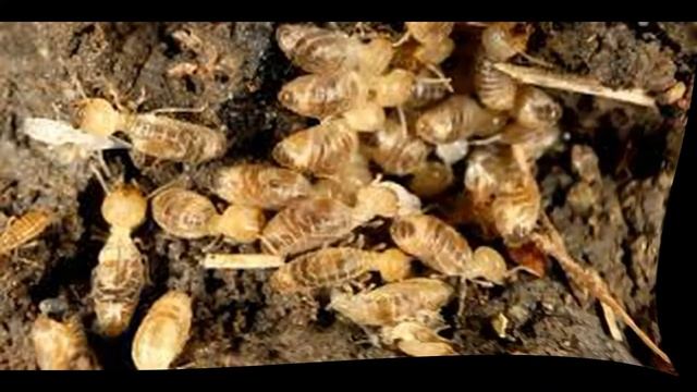 Термиты и жгутиковые (рускоязычная версия) смотреть онлайн