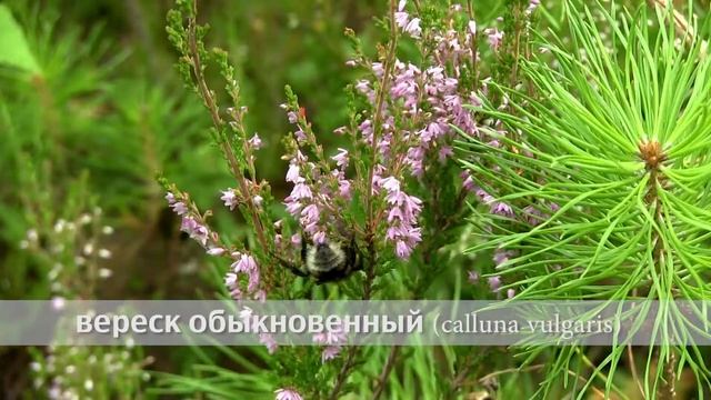 вереск обыкновенный смотреть онлайн