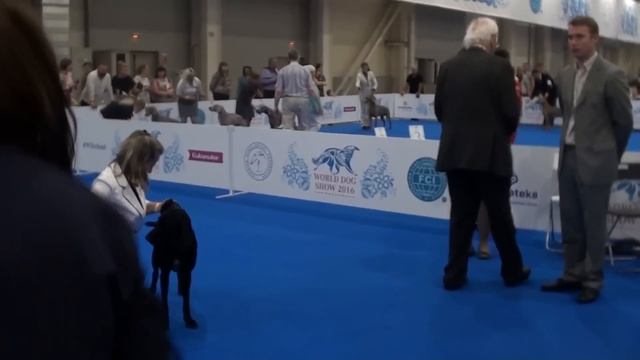WDS 2016 - Всемирная выставка в Москве. Ринг № 66. Курцхаары. смотреть онлайн