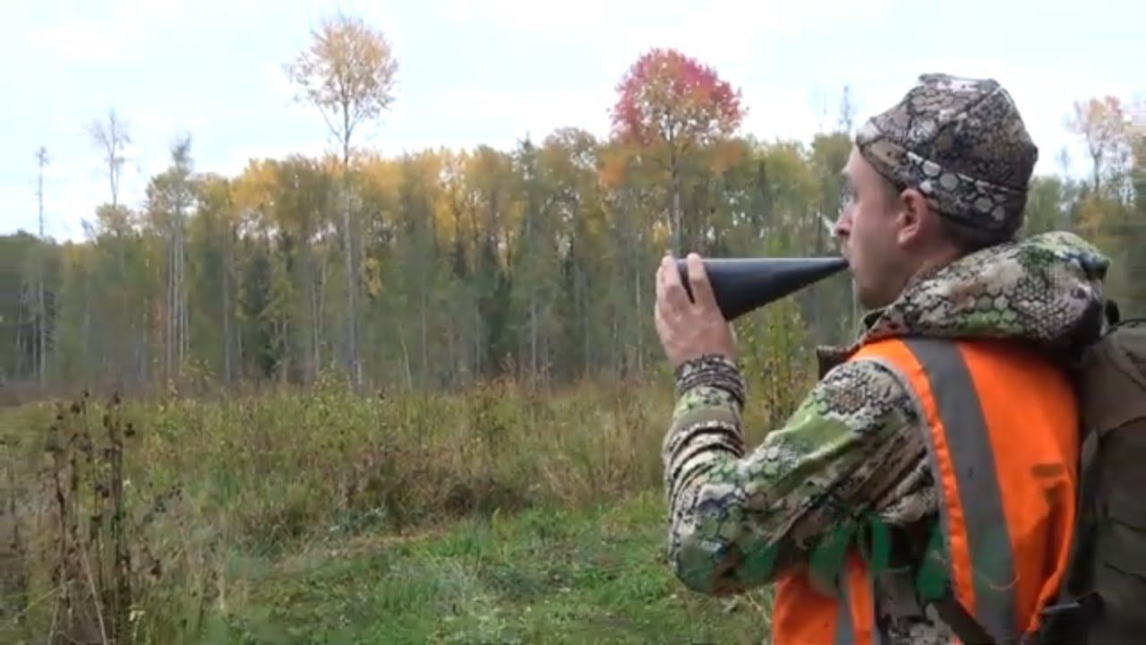 Охота на рёвного лося ч.3 Учимся вабить коровой смотреть онлайн