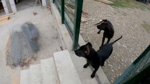 Щенок питбуля Амур из Питомника Dragon life на продажу. Отпустил щенков на территорию питомника !!!