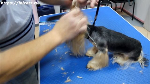 Стрижка йорка. Йоркширский терьер - груминг. смотреть онлайн