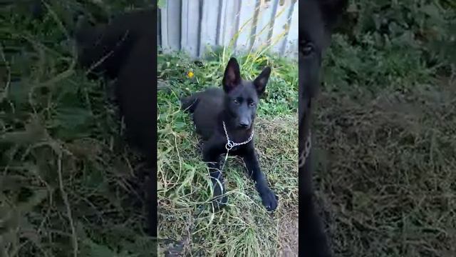 Щенок немецкой овчарки чёрного окраса, пол сука смотреть онлайн