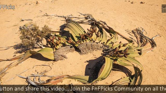 Welwitschia mirabilis смотреть онлайн