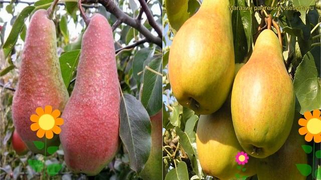 Груша обыкновенная, лекарственная. Краткий обзор, описание характеристик Pyrus яковлевская - лада