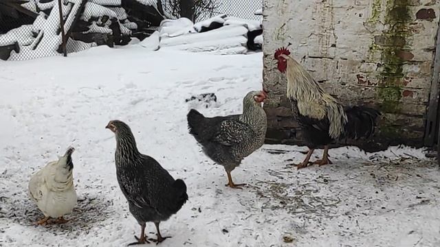 Мои Юрловские голосистые. смотреть онлайн