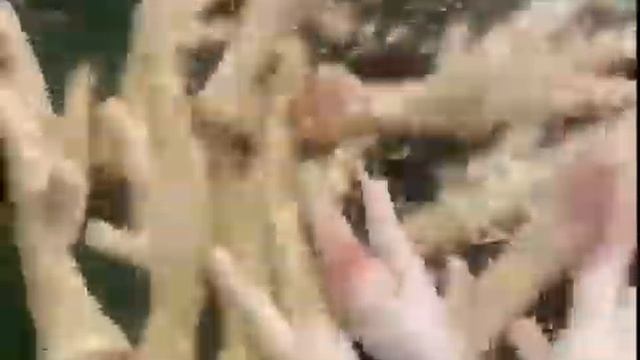 Куриные лапки/Китайский деликатес смотреть онлайн