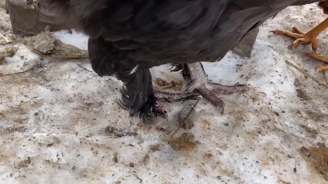 ЯЙЦА В ГНЕЗДАХ КУРЫ ПОСЧИТАЛИ смотреть онлайн