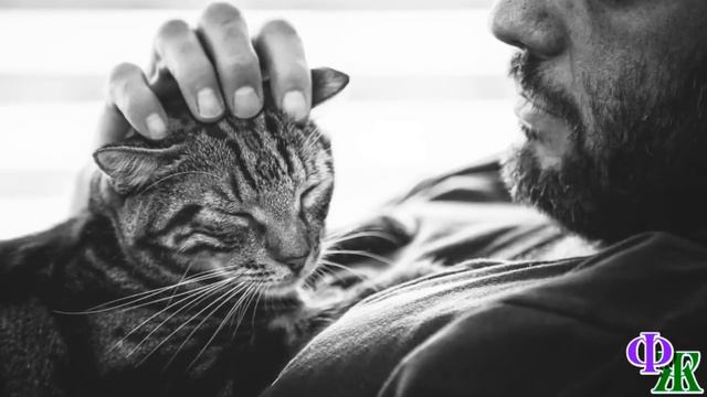 - Ты будешь жить ещё долго, а я - всегда буду рядом, - повторял Богдан, баюкая на руках свою кошку смотреть онлайн