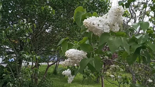 Калининград Ботанический сад Сирень смотреть онлайн