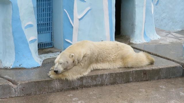 Кай после завтрака отдыхает 13.04.2023 смотреть онлайн