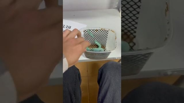 Когда гусеницы превратятся в бабочку? смотреть онлайн