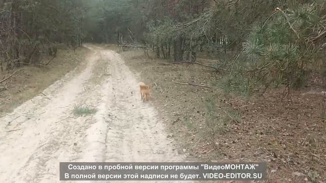 Воспитание щенка 2 смотреть онлайн