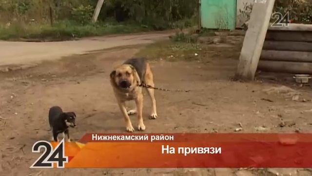 Жительница Нижнекамска переживает за сторожевого пса, оставленного на привязи без еды и воды смотреть онлайн