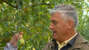 Груша Вродлива, Завея, Ясачка, Просто Мария